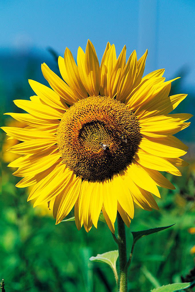 <p>Along with brightening your garden, sunflowers have lots of nectar that can <a href="https://www.housebeautiful.com/lifestyle/gardening/a27545572/save-the-bees-plant-sunflowers/" rel="nofollow noopener" target="_blank" data-ylk="slk:attracts bees;elm:context_link;itc:0;sec:content-canvas" class="link ">attracts bees</a>. They need about six to eight hours of sunlight a day. </p><p><strong>Bloom season: </strong>Summer </p><p><a class="link " href="https://go.redirectingat.com?id=74968X1596630&url=https%3A%2F%2Fwww.homedepot.com%2Fp%2FFerry-Morse-Sunflower-Mammoth-Organic-Seed-X1540%2F300042917&sref=https%3A%2F%2Fwww.redbookmag.com%2Fhome%2Fg35661704%2Fbeautiful-flower-images%2F" rel="nofollow noopener" target="_blank" data-ylk="slk:SHOP SUNFLOWERS;elm:context_link;itc:0;sec:content-canvas">SHOP SUNFLOWERS</a></p>