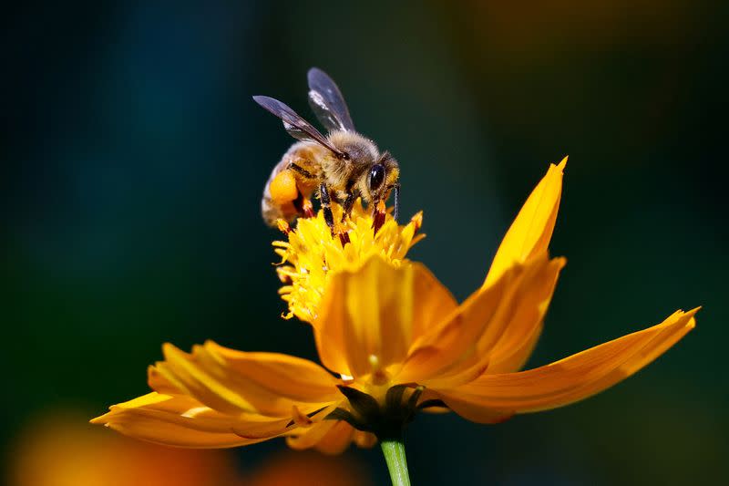 FILE PHOTO: A bee sits on a cosmos flower at a park in Seoul