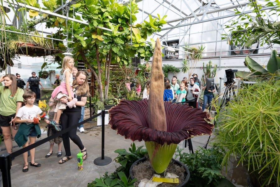 Colorado State University’s Corpse Flower named Cosmo bloomed for the first time early on May 26, emitting an odor that has been described with words like putrid and pungent and compared to that of decaying flesh. (John Eisele, Colorado State University photography)