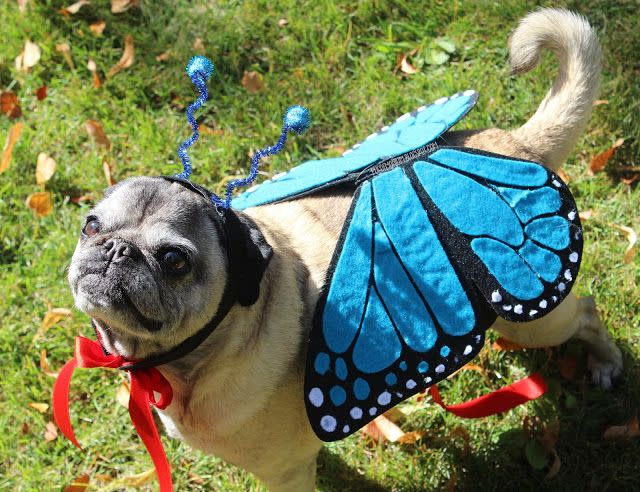 Butterfly Dog Costume