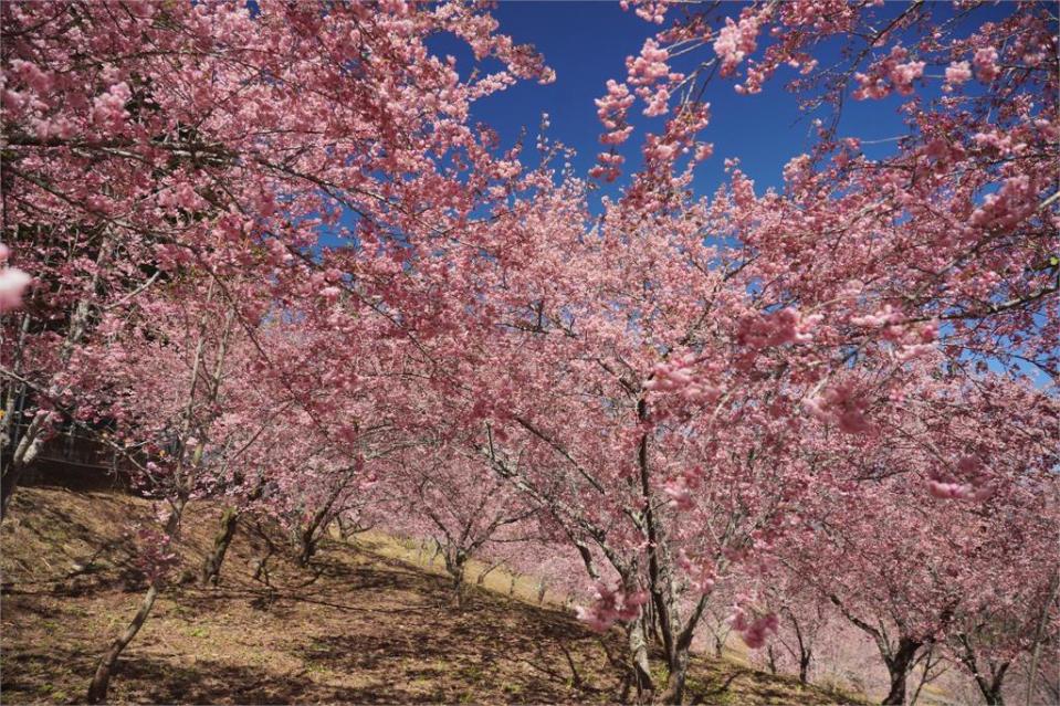 不用跑出國！「粉櫻開滿山」最頂祕境大外洩　「無修直出美圖」搶先震撼