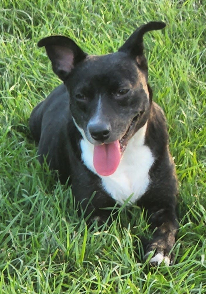 Heartland in South Bend has Lizzo, 2-3, available for adoption.