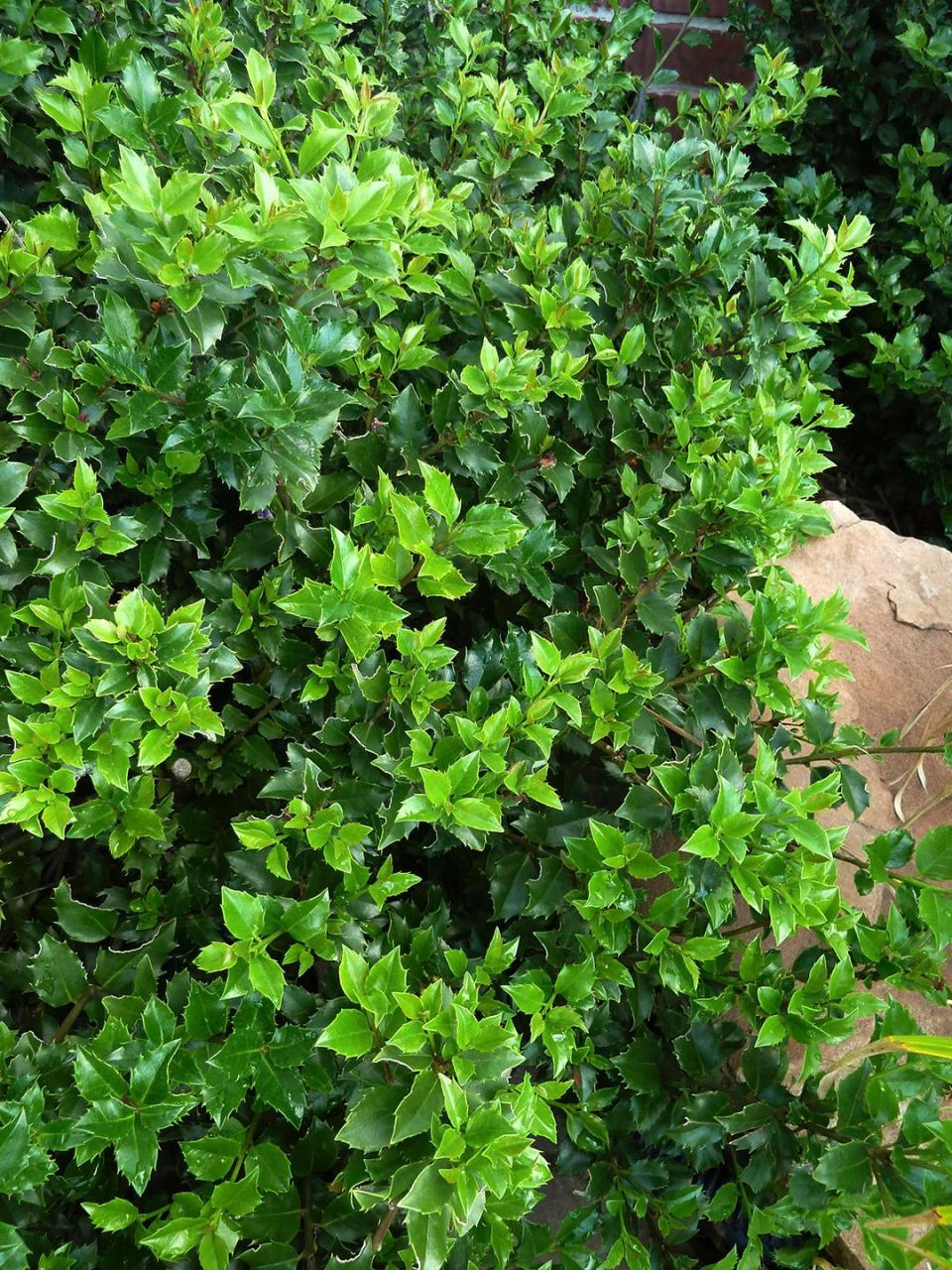 Block wind, buffer noise, or create private outdoor living spaces with a hedge. Determine the type of plant that best suits your needs; these top hedge picks make your choice easy.