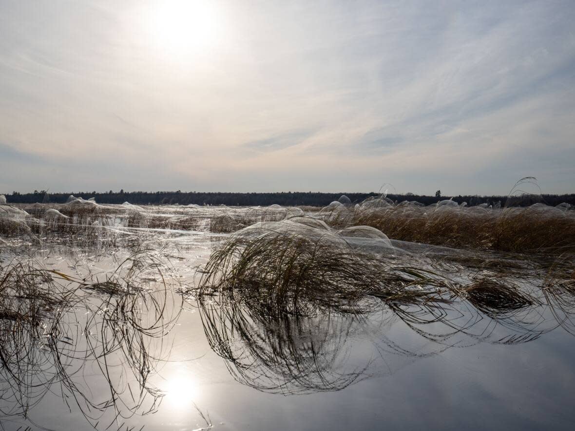 A wetland covered in spider silk as photographed by James Donald. (James Donald/Paddling NB - image credit)