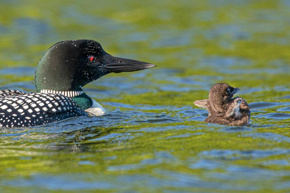 A loon and chick.