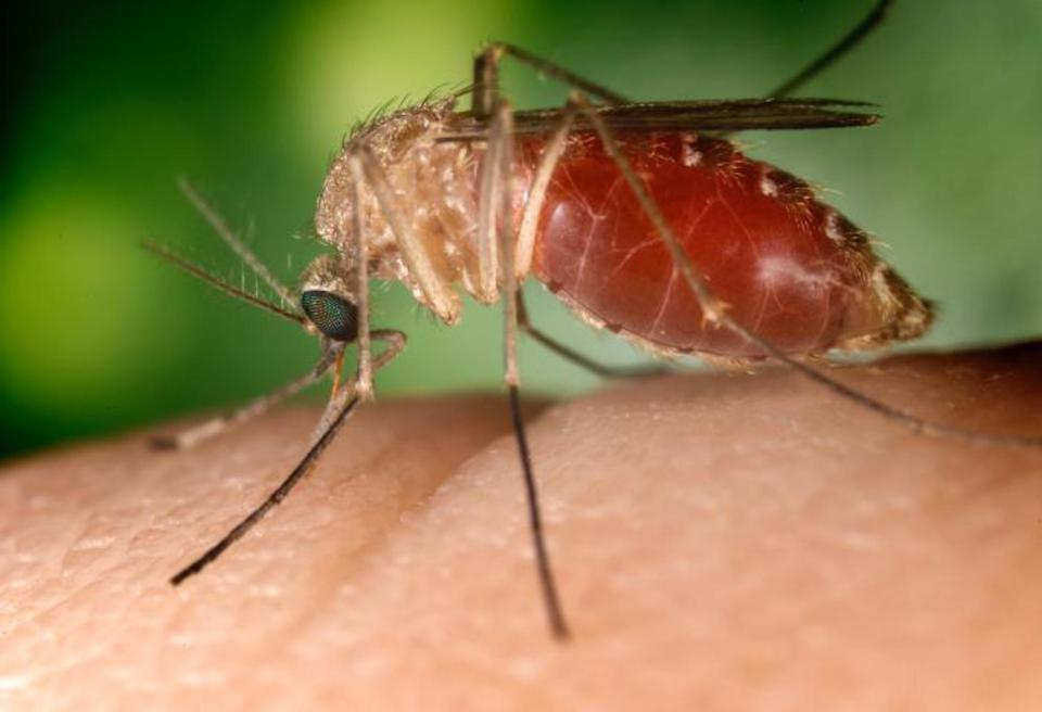 Mosquitoes are able to transmit a number of diseases caused by infectious agents, through parasites (malaria, sleeping sickness, and leishmaniasis). Photo: WikiCommons/CDC