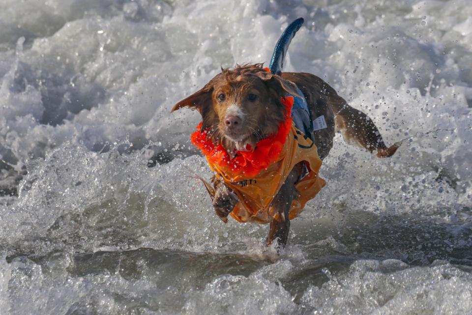 Jessi, a Nova Scotia Duck Tolling retriever, leaps.