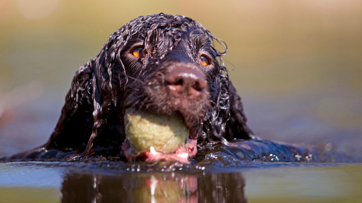 Irish water spaniel retrieving ball in water