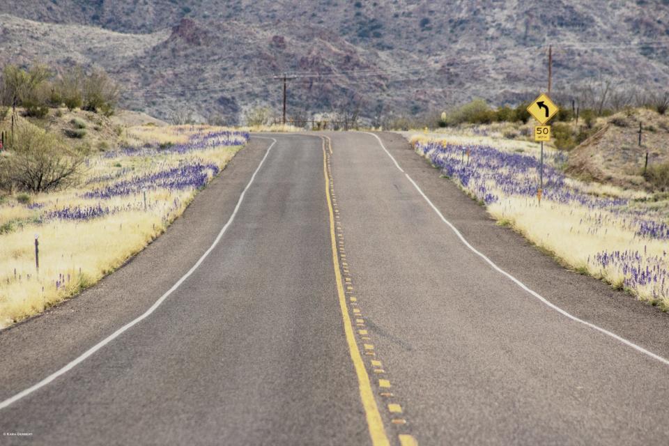 Bluebonnets Along the Highway