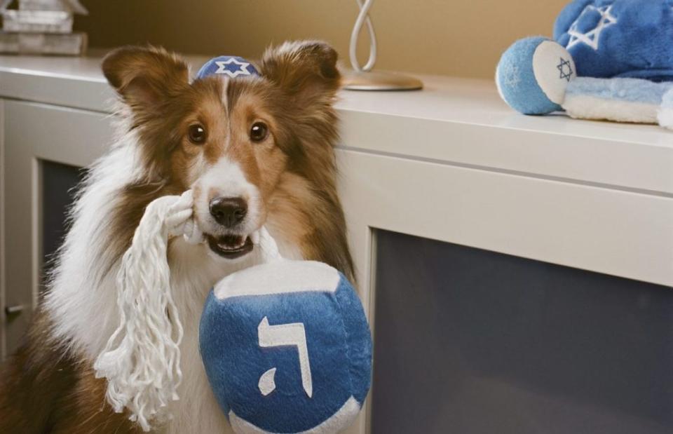 Shetland Sheepdog wearing yamulka holding fluffy dreidel, a festive way to celebrate Hanukkah with your dog.