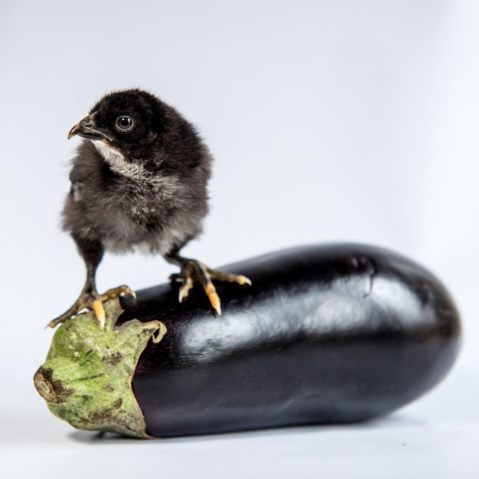 <p>A chick on an eggplant. (Photos: Alexandra C. Daley-Clark/sillychickens.com) </p>