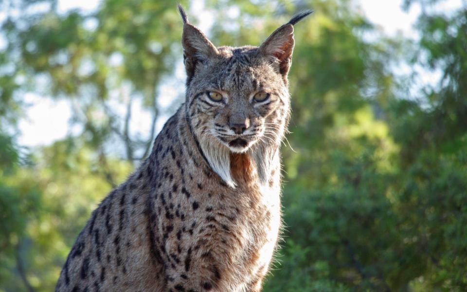 Iberian lynx - Charlotte Bostock /BBC