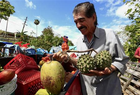 Mattress repairman and fruit vendor Angelo Lopez holds a coconut and a sugar-apple in the shed which he calls his factory in Lares, western Puerto Rico April 7, 2014. REUTERS/Ana Martinez