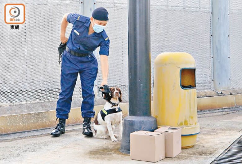 嗅查犬嗅到違禁品的氣味，會坐下知會領犬員。