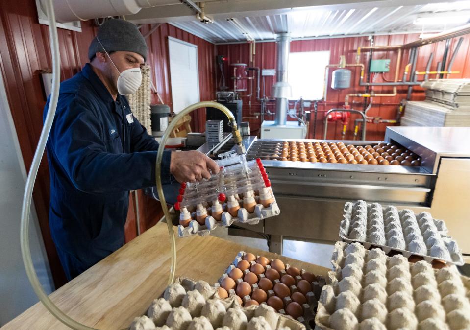 Gilberto Tapia loads flats of eggs to be inspected for cracks in 2020 at Yuppie Hill Poultry in Burlington.