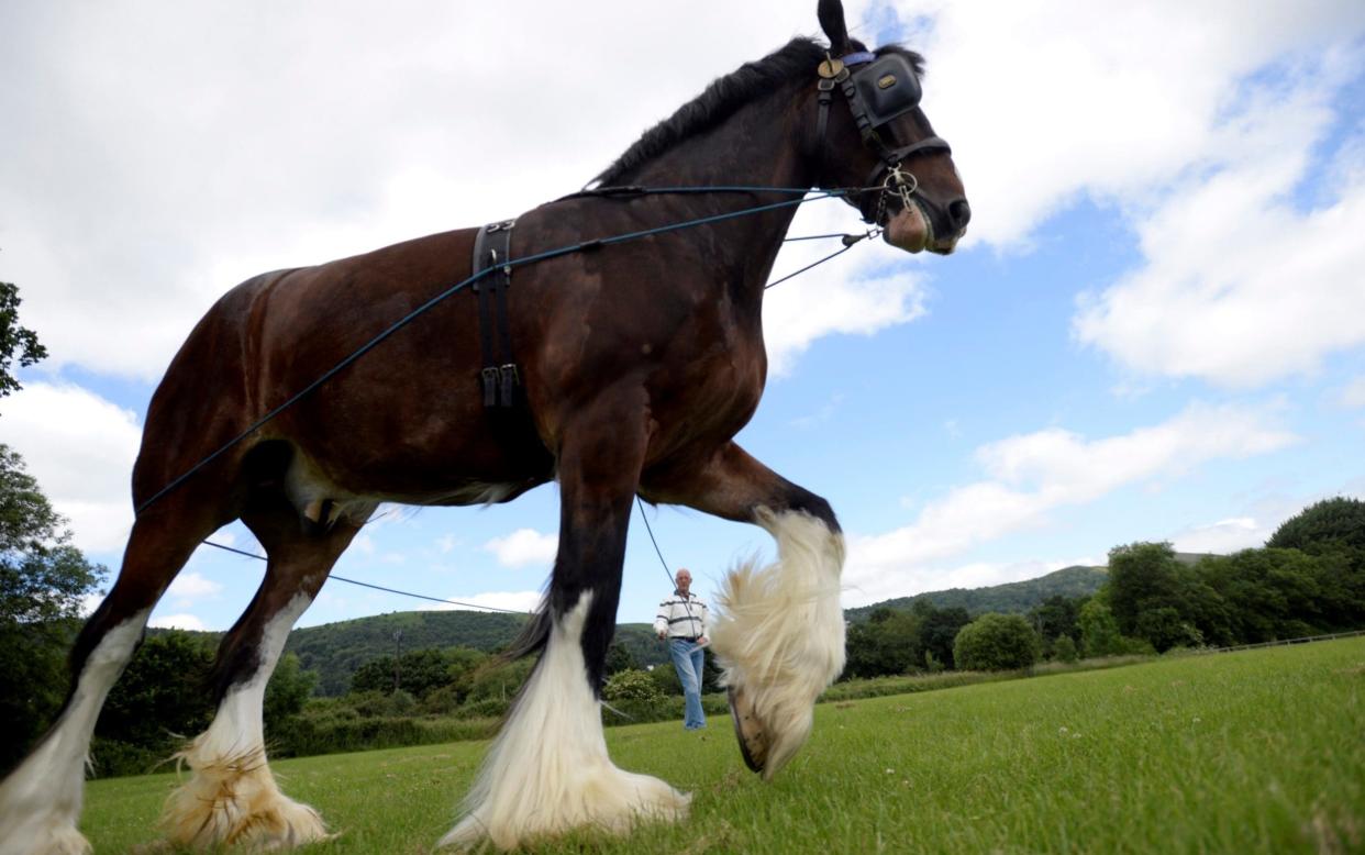 Royal Three Counties Show In Malvern, Worcestershire - Barcroft Media