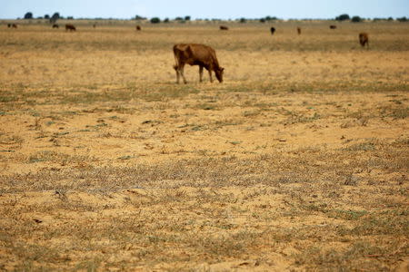 Cattle graze on a barren and parched land at a field in Hoopstad, a maize-producing district in the Free State province, South Africa, January 13, 2016. REUTERS/Siphiwe Sibeko