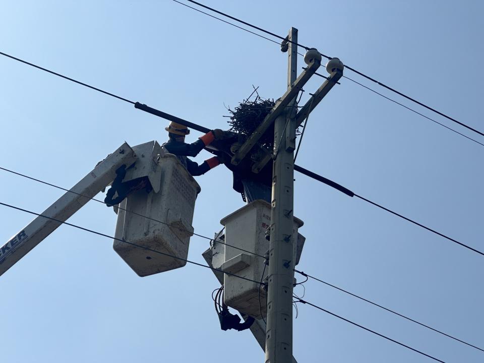 擔心喜鵲誤觸線路 台電替電線桿大鳥巢搬新家。