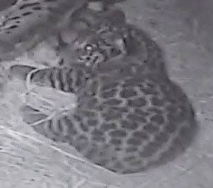 The Jacksonville Zoo and Gardens' as-yet unnamed jaguar cub nestles close to mother Babette. The cub was born in April.