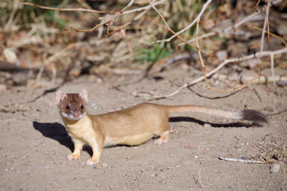 With an elongated body and a high metabolism, long-tailed weasels are highly active as they search for prey day and night. Like other mustelids, they move in a series of gallops, arching their back with each bound.
