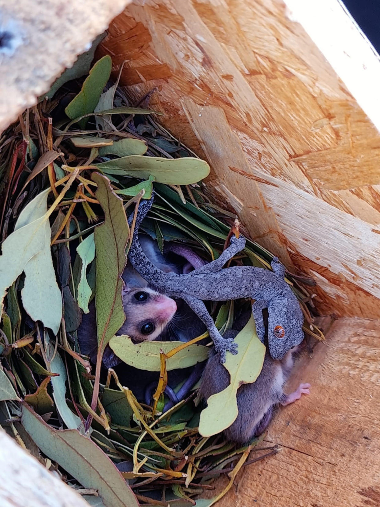 Zarigüeyas pigmeas occidentales y un gecko occidental de cola espinosa en una caja nido en la Reserva Natural de Monjebup, en Australia Occidental. (Kelsey Lambert/Bush Heritage Australia vía The New York Times).