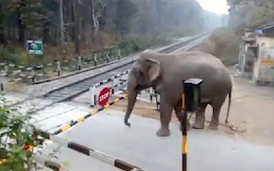 Impatient elephant sneaks under train barrier after getting tired of waiting