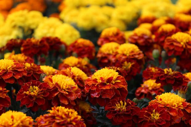 October birth flower: Marigold<p><a href="https://unsplash.com/photos/mVpS21O2_9s" rel="nofollow noopener" target="_blank" data-ylk="slk:Rebecca Niver via UnSplash;elm:context_link;itc:0;sec:content-canvas" class="link ">Rebecca Niver via UnSplash</a></p>