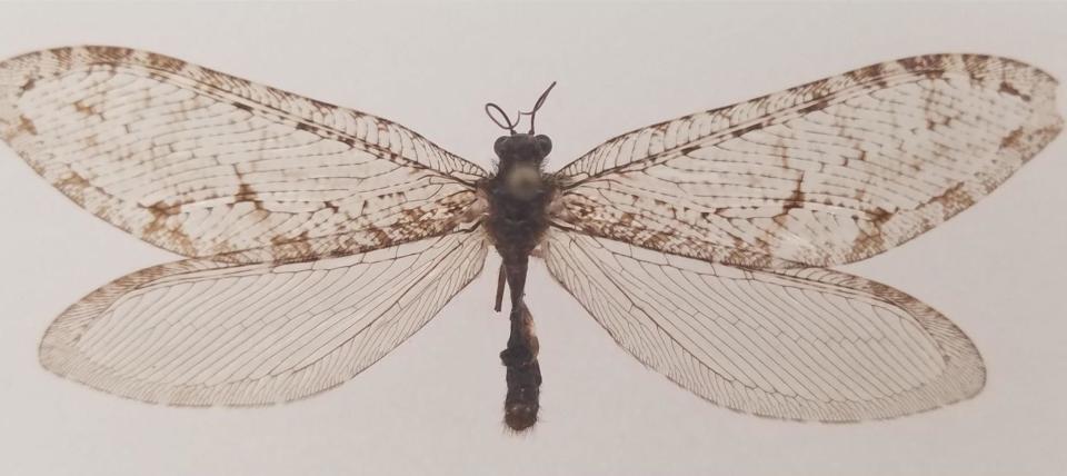 This Polystoechotes punctata or giant lacewing was collected in Fayetteville, Arkansas in 2012 by Michael Skvarla, director of Penn State's Insect Identification Lab.  / Credit: Michael Skvarla / Penn State