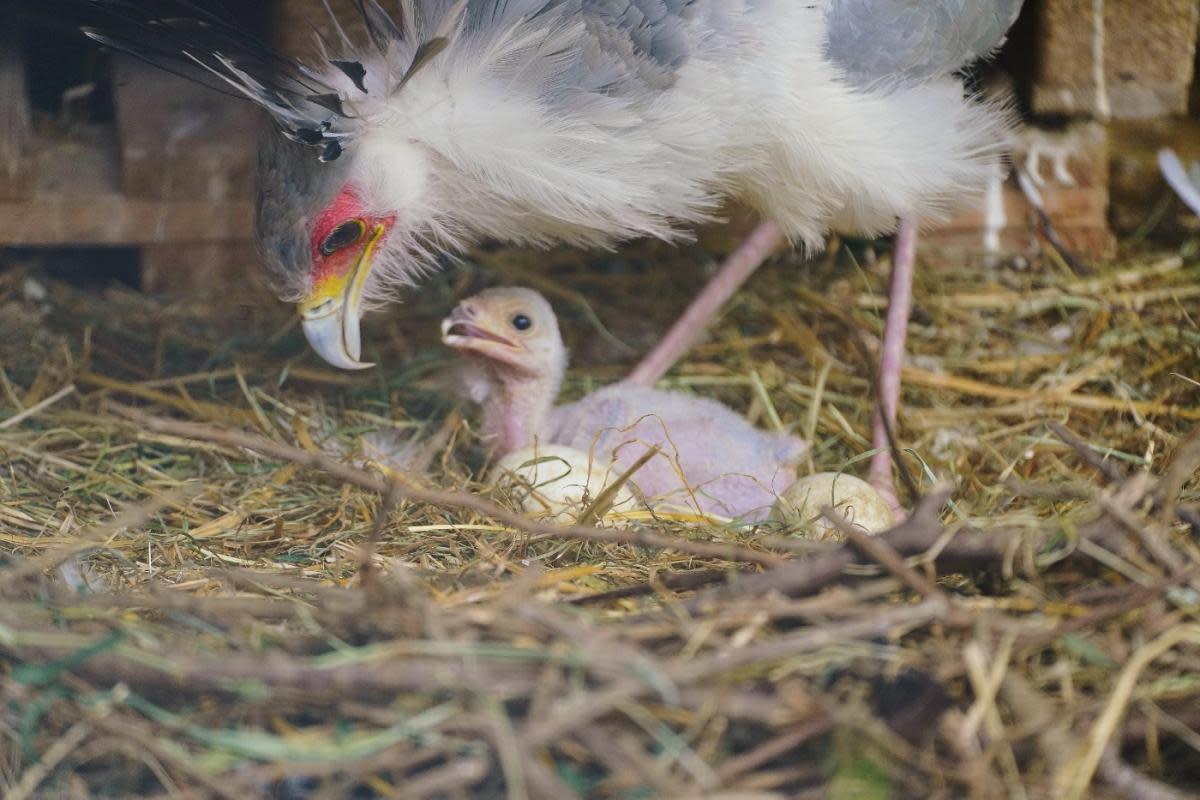 A rare chick has been born at Longleat Safari Park <i>(Image: Longleat Safari Park)</i>
