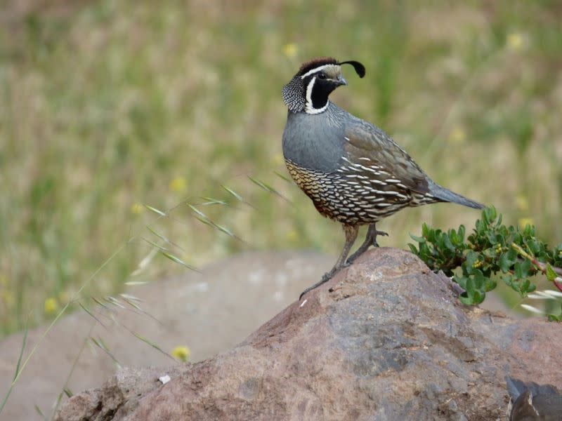 Quail