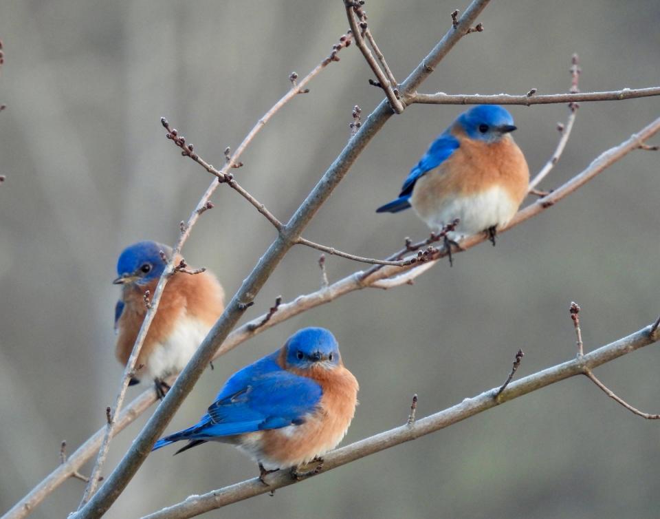 Eastern Bluebirds .