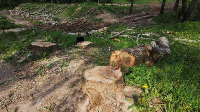 New Jersey homeowner faces jaw-dropping fine after allegedly cutting down  neighbor's trees: 'The fine per tree is $1,000