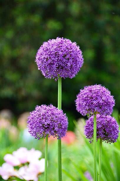 9) Allium