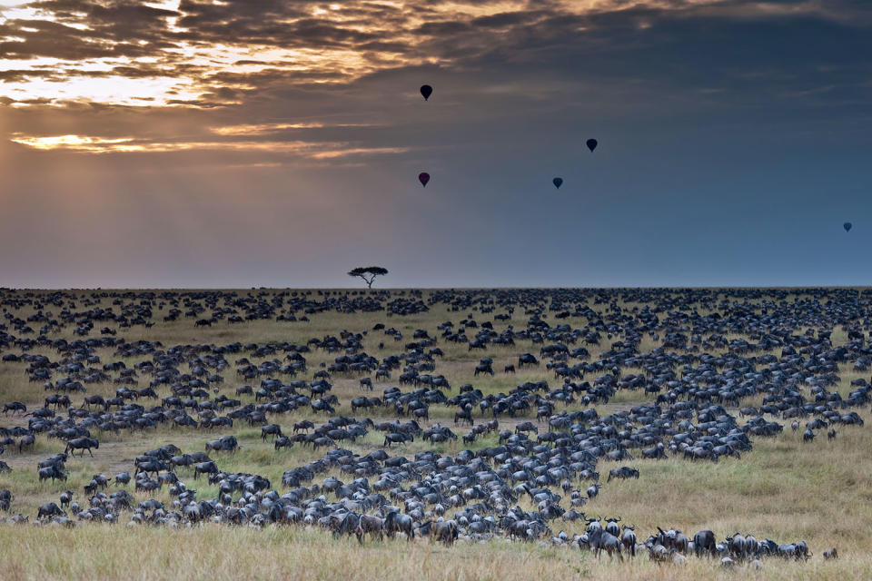 Herding home: Wildebeest photographed in mass migration