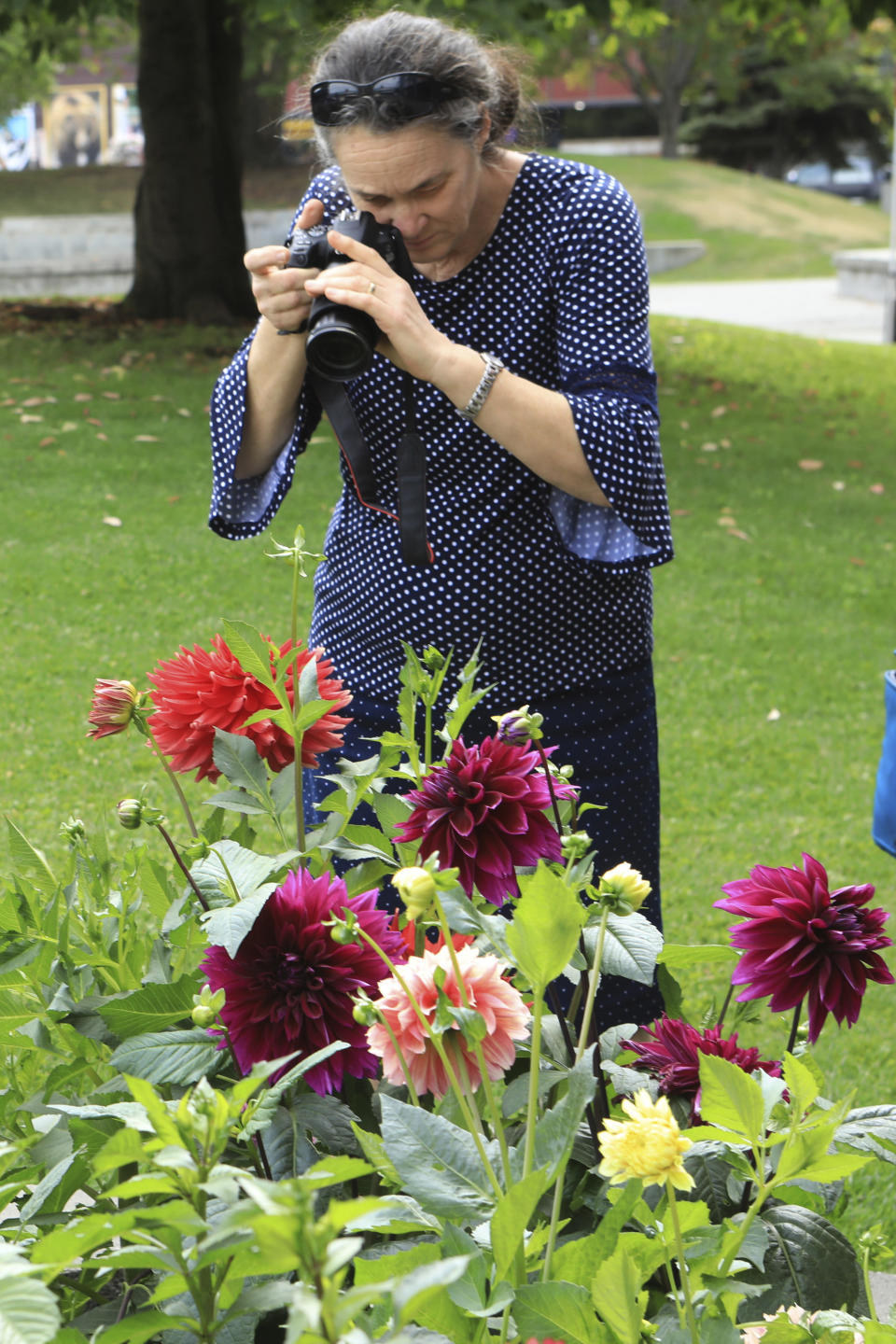 Denise Armitage of Toowoomba, Queensland, Australia, photographs dahlias at gardens in Town Square in Anchorage, Alaska, Thursday, Aug. 15, 2019. Alaska recorded its warmest month ever in July and hot, dry weather has continued in Anchorage and much of the region south of the Alaska Range. (AP Photo/Dan Joling)