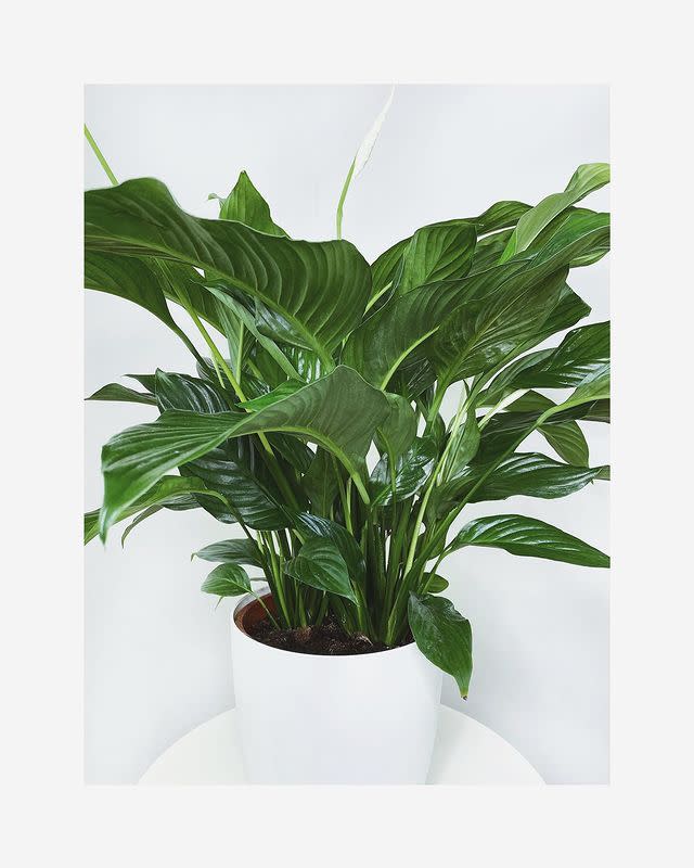 <p><strong><a href="https://www.houseofkato.com/" rel="nofollow noopener" target="_blank" data-ylk="slk:House of Kato" class="link ">House of Kato</a></strong> is an online houseplant business run by Haula and Daniel, a London based couple of Ugandan and British heritage. They aim to promote a connection with nature within urban homes. You can buy a range of houseplants, vases, pots and stands. </p><p><a href="https://www.instagram.com/p/CBIT5_fn-Gi/" rel="nofollow noopener" target="_blank" data-ylk="slk:See the original post on Instagram" class="link ">See the original post on Instagram</a></p>