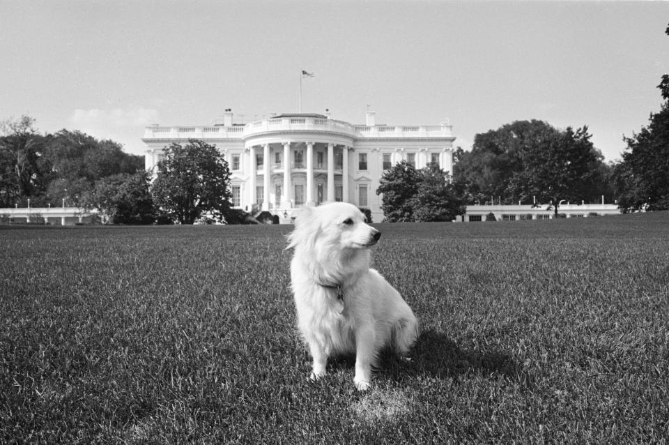 John F. Kennedy's dog Pushinka on the White House Lawn