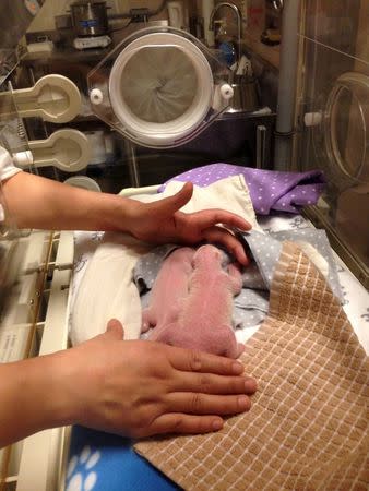 Toronto Zoo workers care for newborn baby giant panda cubs in this October 13, 2015 handout photo. REUTERS/Toronto Zoo/Handout via Reuters