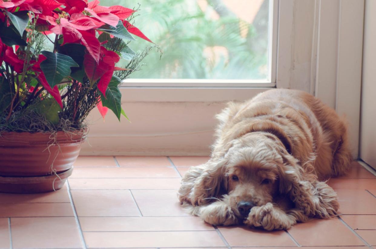 how to care for poinsettias