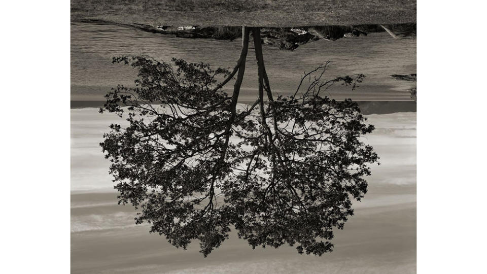 Rodney Graham, Gary Oak, Galiano Island, 2012.