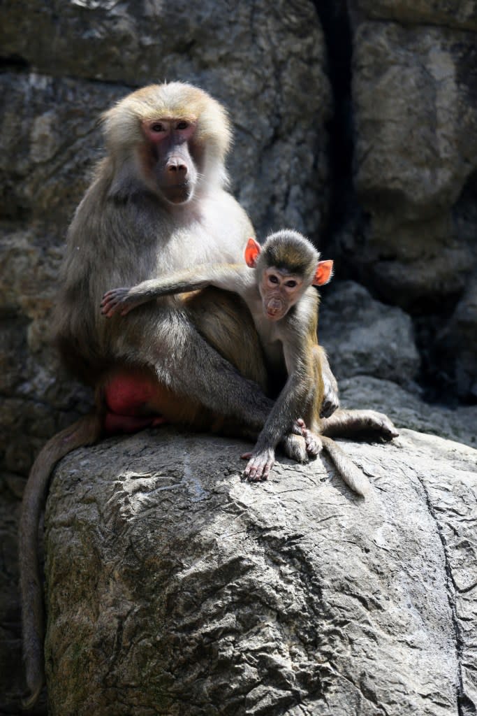 The female Hamadryas baboons are native to northeastern Africa and the Arabian Peninsula. WCSâs Prospect Park Zoo