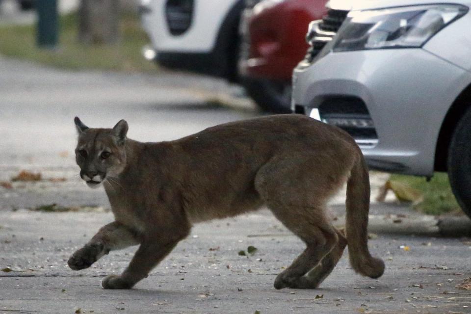 A one-year-old puma in the streets of Santiago on March 24, 2020/