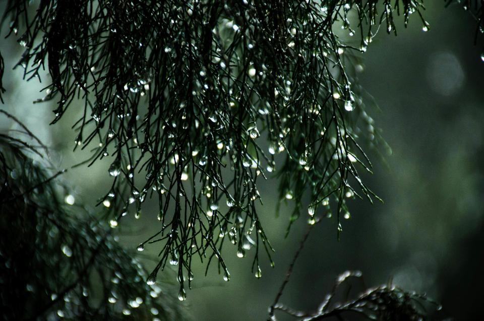 雨水是正月的中氣，代表天氣逐漸轉暖，在傳統上有許多習俗，來祈求新的一年平安順利圖片來源：pexels