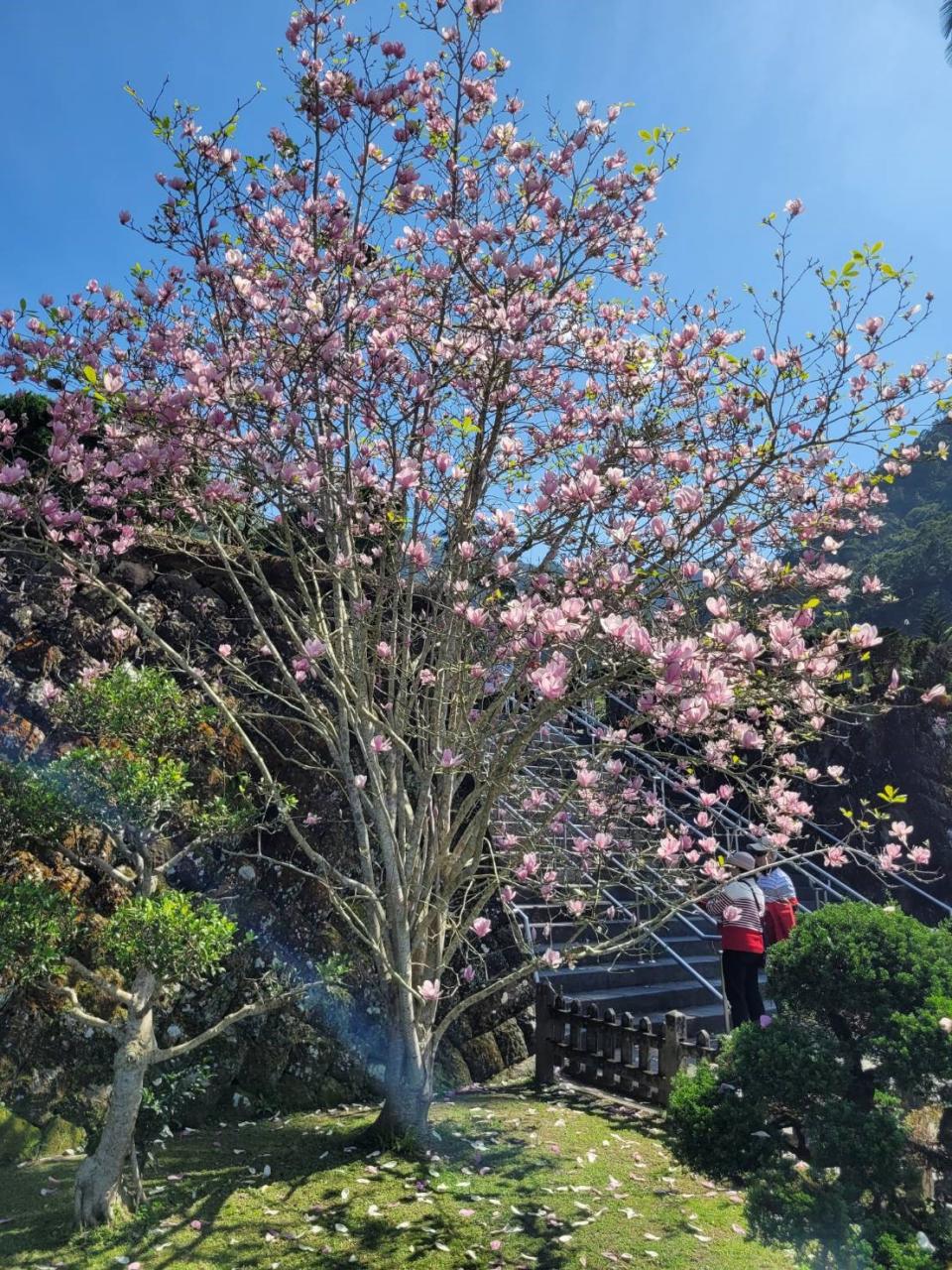 庭園的木蘭花盛開中。   圖：新北市景觀處提供