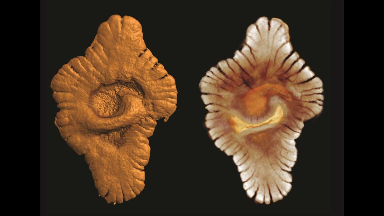 A photograph of two examples of lobate macrofossils