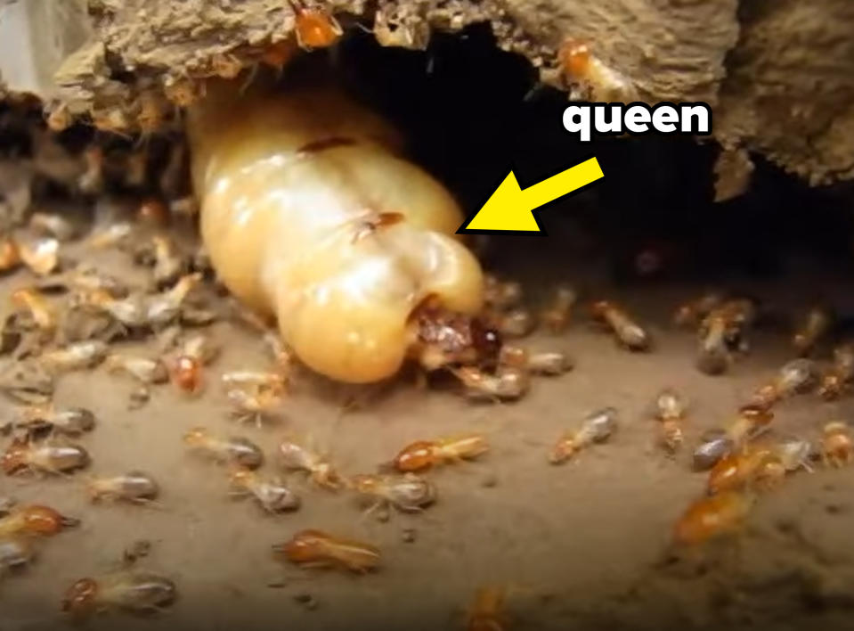 A large termite queen is surrounded by many worker termites inside a nest