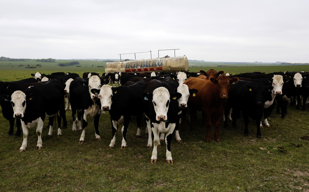 A farmer has been fined more than £3,000 after a herd of cows attacked a holidaymaker as he walked through a Devon field. (Reuters)