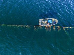 Researchers from KAUST and Aarhus university believe they have identified a model solution to climate change, biodiversity loss, joblessness, hunger and environmental damage. In a paper published in Nature Sustainability, the co-authors outline how the cultivation and use of seaweed as a carbon capture technology, a job and tax revenue generator, and a food source, can protect and restore the planet. Credit photos from Aarhus to Michael Bo Rasmussen, Aarhus University.