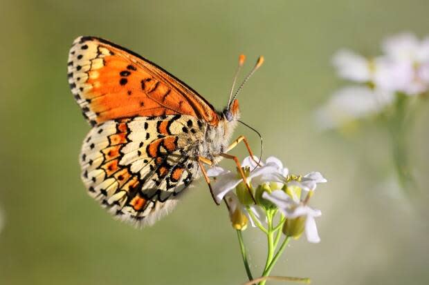 A Glanville Fritillary (Melitaea cinxia) butterfly and spring wildflowers (Marek Mierzejewski/Shutterstock - image credit)