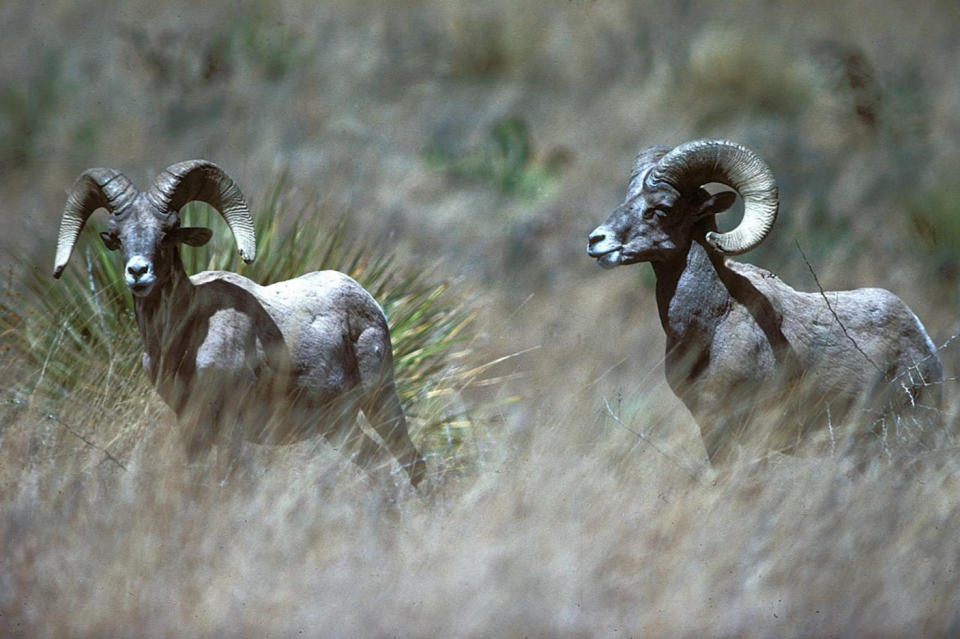 Bighorn sheep in Texas in 2010. (Texas Parks and Wildlife Department)